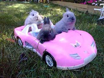    worldwide-bunnylinks.de