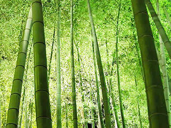   .    Ryokan-yachiyo.com