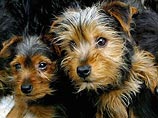 Британские ученые поделили собак на оптимистов и пессимистов