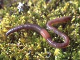   ,    Dendrobaena octaedra ( )