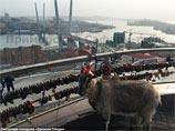 В Приморском сафари-парке проходит конкурс невест козла Тимура. Благосклонности знаменитого на всю Россию друга тигра Амура добиваются сразу несколько коз
