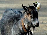 На сердце Тимура также претендуют местные козы Манька, Звездочка и Леди. Как сообщает газета "Комсомольская правда", в ожидании кастинга Меркель и Манька подрались