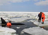 В Долинском районе Сахалинской области благополучно завершилась спасательная операция по вызволению из ледового плена четырех косаток