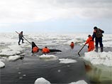 Когда начался прилив, самца, названного именем Вилли, стали проводить по дуге через ледовое поле к открытой воде. В шестом часу утра по местному времени спасательная операция была успешно завершена - Вилли вышел в открытое море