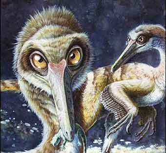 Buitreraptor. ,     Nature