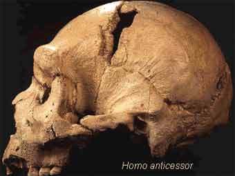  Homo Anticessor.    bellarmine.edu