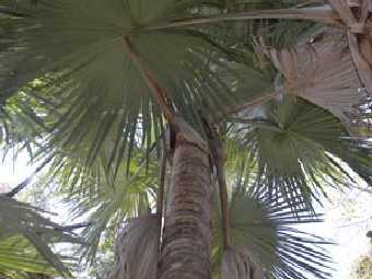   Tahina spectabilis.