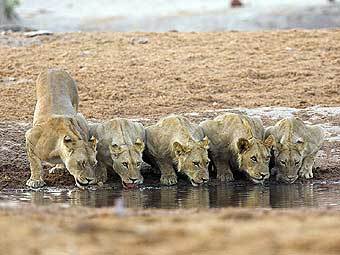    Planet Earth BBC