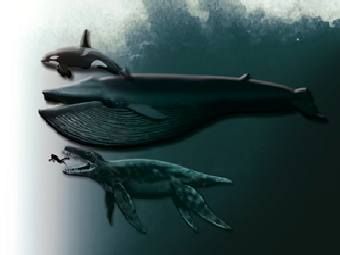 ,  , ""  .  Tor Sponga, Natural History Museum, University of Oslo, Norway. 