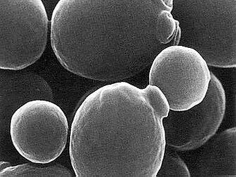  Saccharomyces cerevisiae.    chem.kcn.ru