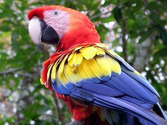  .    mongabay.com