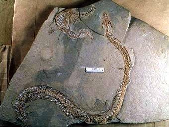    E. descouensi.    paleopolis.rediris.es