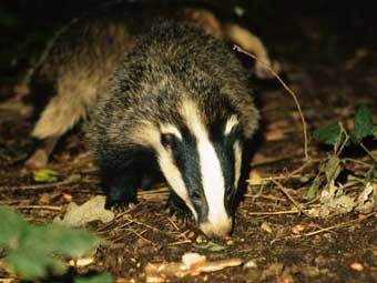    badger-watch.co.uk