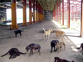    -.    amigosdelosanimalespr.org