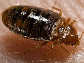  Cimex lectularius.  Piotr Naskrecki   wikipedia.org