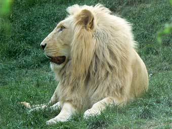     www.wildanimalsonline.com