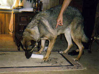      .    helperdogusa.org