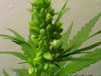  .    cannabis-pictures.com 