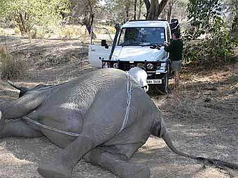    wildlife-pictures-online.com