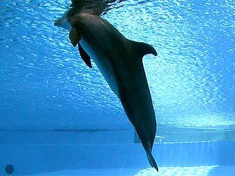   animalphotos.info