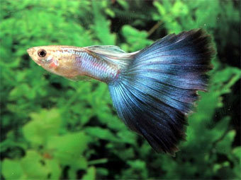 Рыбка гуппи. Фото с сайта breeding-guppies.com