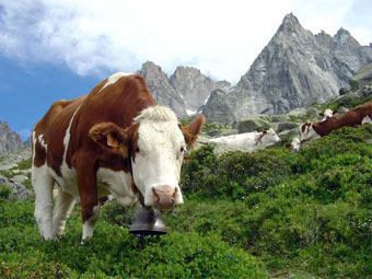 Фото с сайта wisc.edu