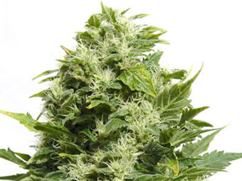    annazine.co.uk