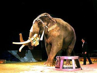    circus-krone.de