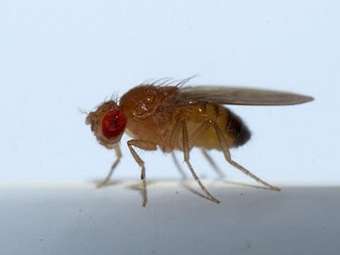  Drosophila melanogaster.    ncsu.edu