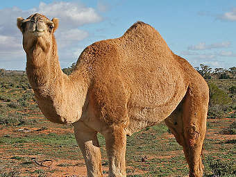   Camelus dromedarius.    Jjron   wikipedia.org