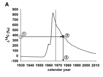     ( )   -14 ().    ,   .    Bergmann et al.