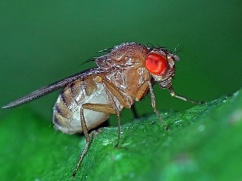 Drosophila immigrans.  Christophe Quintin