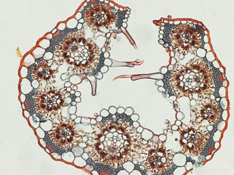   Eriachne ciliata,       .   Edwards lab/Brown University